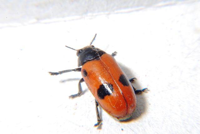 Clytra laeviuscula